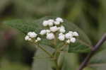 Wild quinine